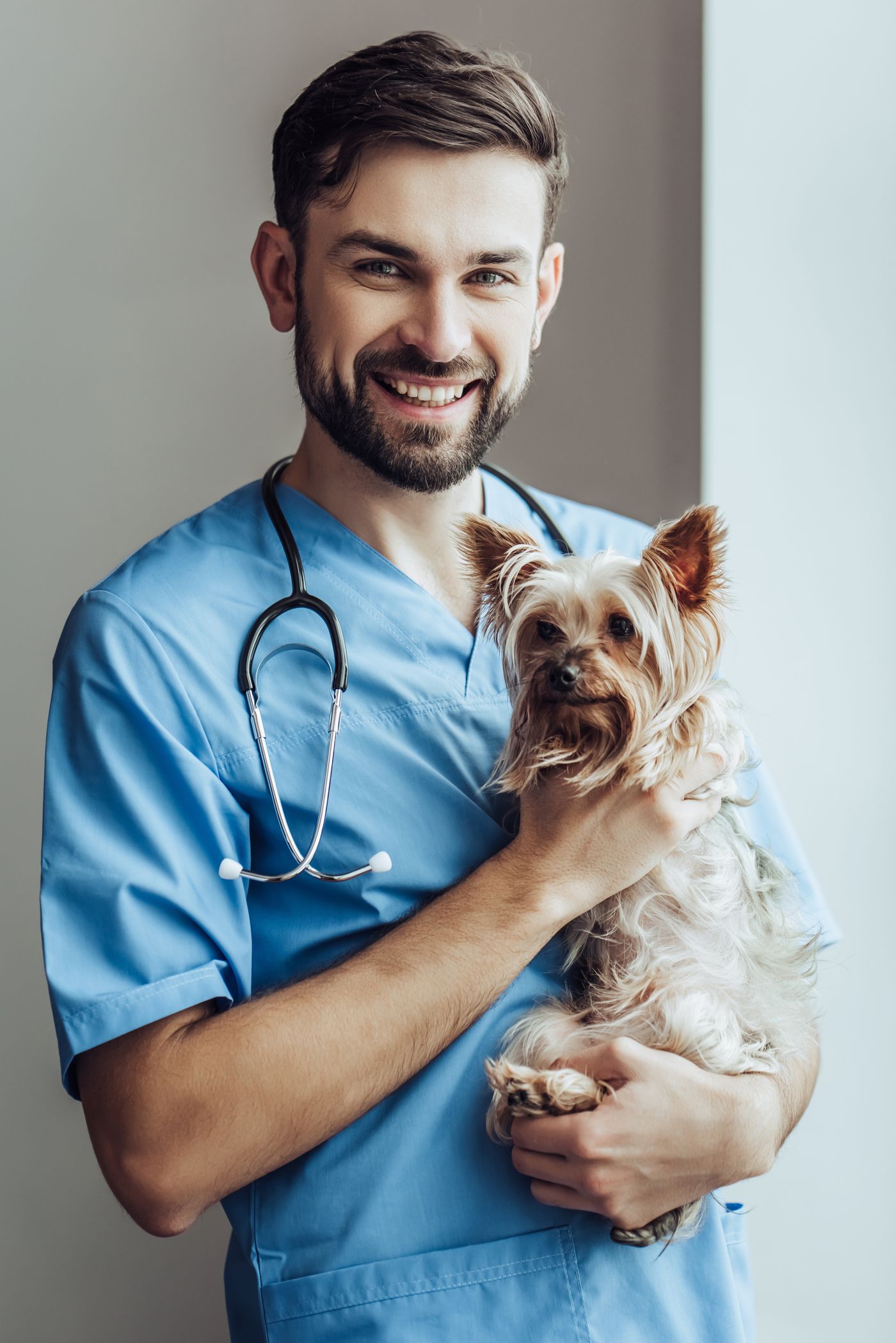 A smiling veterinarian in blue scrubs with a stethoscope, gently holding a Yorkshire Terrier.